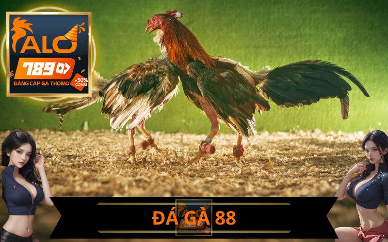 ĐÁ GÀ 88 ALO789