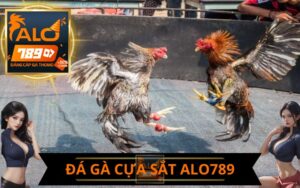 ĐÁ GÀ CỰA SẮT ALO789