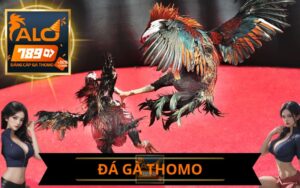 ĐÁ GÀ THOMO ALO789