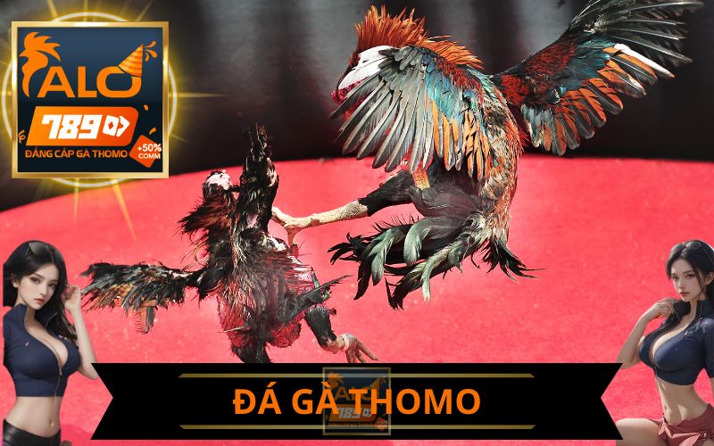 ĐÁ GÀ THOMO ALO789