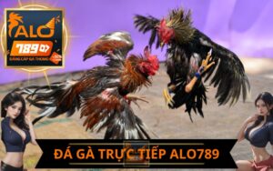 ĐÁ GÀ TRỰC TIẾP ALO789