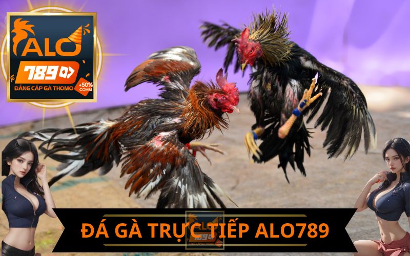 ĐÁ GÀ TRỰC TIẾP ALO789