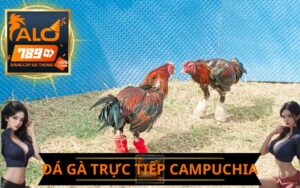 ĐÁ GÀ TRỰC TIẾP CAMPUCHIA