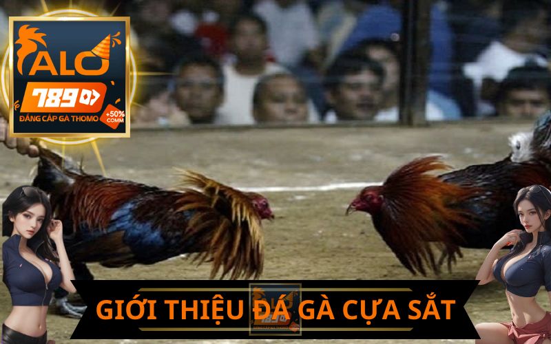 GIỚI THIỆU VỀ ĐÁ GÀ CỰA SẮT MIỀN TÂY ALO789