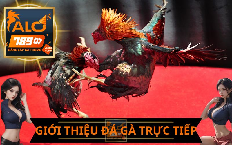 GIỚI THIỆU ĐÁ GÀ TRỰC TIẾP ALO789
