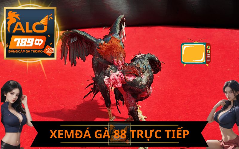 XEM ĐÁ GÀ 88 TRỰC TIẾP TRÊN ALO789